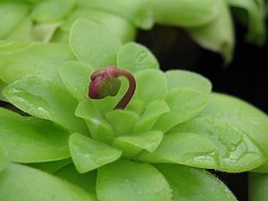 Pinguicula moranensis