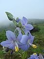 Polemonium acutiflorum on the Kodiak Archipelago, Alaska 2009 disk 3 011