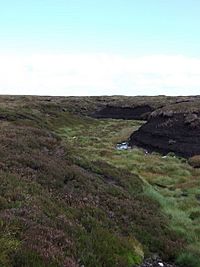 Punchard Moor.jpg