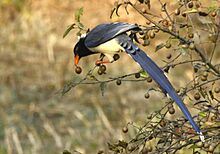 Red-billed Blue Magpie AMSM5594