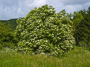 Sambucus nigra 004.jpg