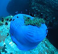 Sea anemone, Nha Trang