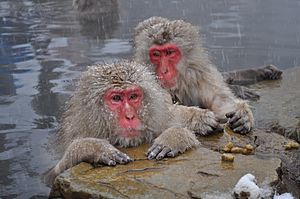 Snow Monkeys, Nagano, Japan