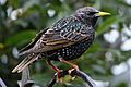 Starling (5503763150)