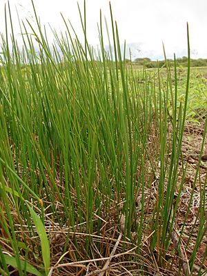 Starr 081230-0543 Eleocharis calva.jpg