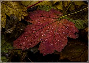 Staying Still 2 - Autum On The Forest Floor