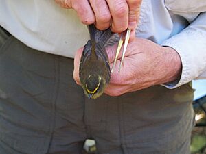 Top-view Yellow-bellied Chat-Tyrant