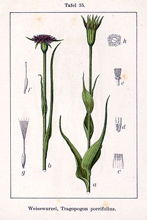 Tragopogon porrifolius Sturm35