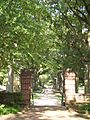 UMD walkway trees