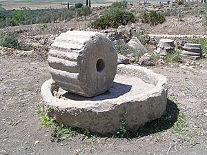 Volubilis1.3