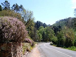 Waterfall Gully Road