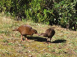 Weka at Brook