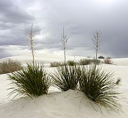 White Sands New Mexico