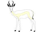 White Springbok