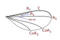 Winnertziini wing veins