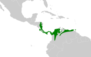 Xiphorhynchus susurrans map.svg
