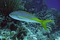 2006-10-06 18 - Yellowtail Snapper