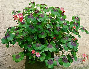 2007-07-01Oxalis tetraphylla04