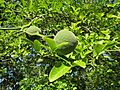 20130817Citrus trifoliata3