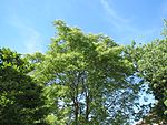 20140613Ailanthus altissima1.jpg