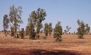 Acacia peuce stand