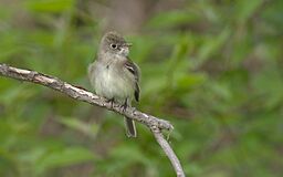 Acadian Flycatcher 2.jpg