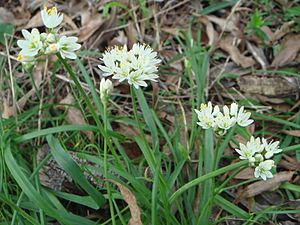 Allium subvillosum.JPG