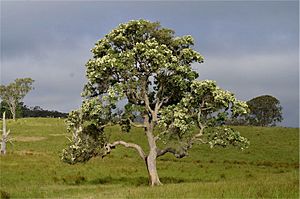 Angophora subvelutina.jpg