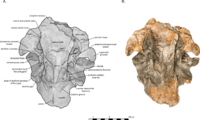 Arktocara skull in ventral view