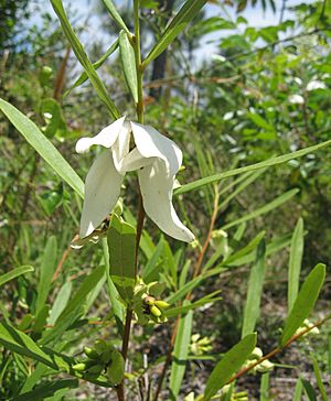 Asimina longifolia.jpg