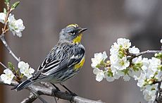 Audubon's Warbler Setophaga auduboni