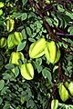 Averrhoa carambola ARS k5735-7