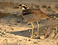 Beach Thick-knee Inskip Pt2