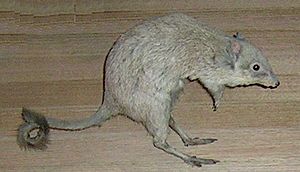 Bettongia penicillata.jpg