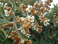 BlossomingLoquat