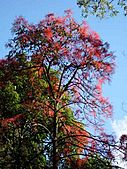 Brachychiton acerifolius Royal National Park