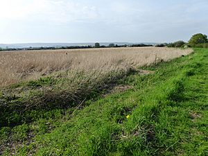 Burham Marsh 4.jpg