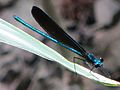 Calopteryx maculata on Palmetto