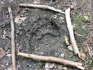 ChilkootTrailBearTrack