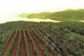 Chinese-Vineyards