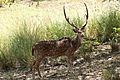 Chital (8458215435)