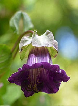 Cobaea scandens 4259.jpg