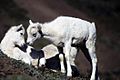 Dall sheep lambs