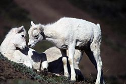 Dall sheep lambs