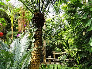 Lush greenery, with a walkway across the scene