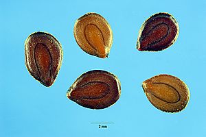 Desmanthus illinoensis seeds