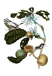 Duroia eriopila by Merian