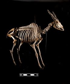 Eland skeleton at MAV-USP