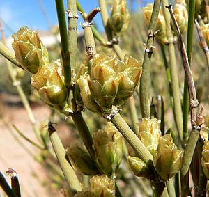 Ephedra torreyana 7.jpg