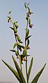 Epipactis gigantea seedheads